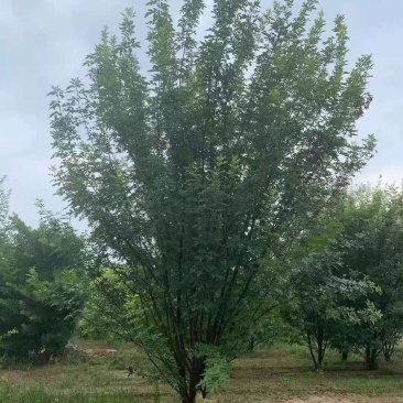 丛生白蜡大量出售！规格齐全！欢迎选购！