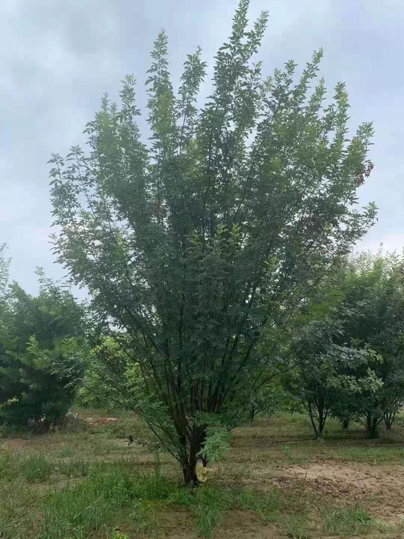 丛生白蜡大量出售！规格齐全！欢迎选购！