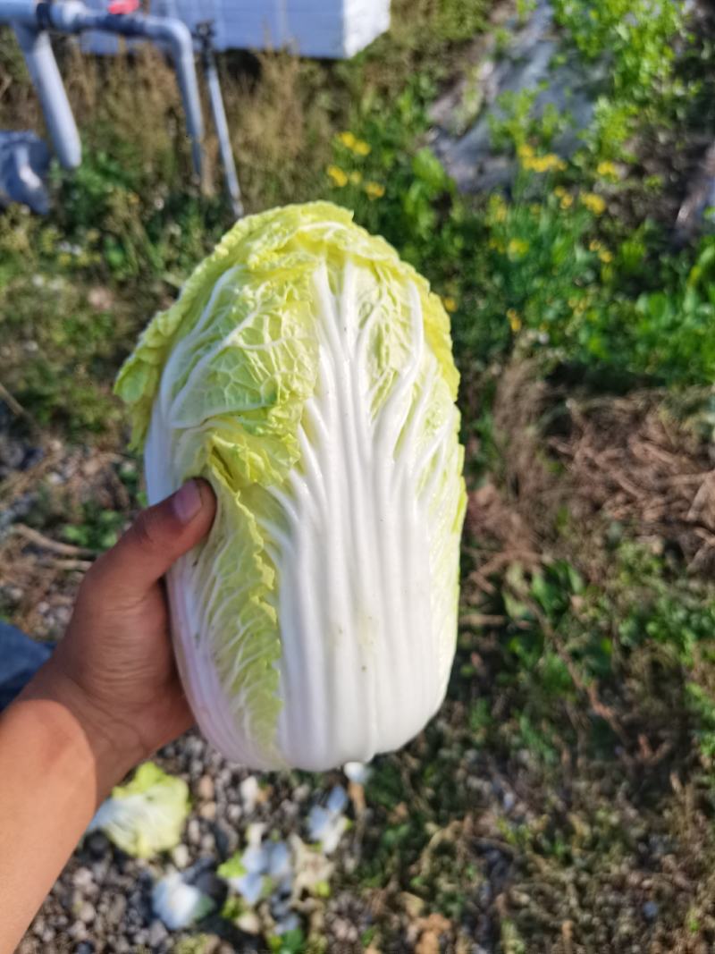 蔬菜