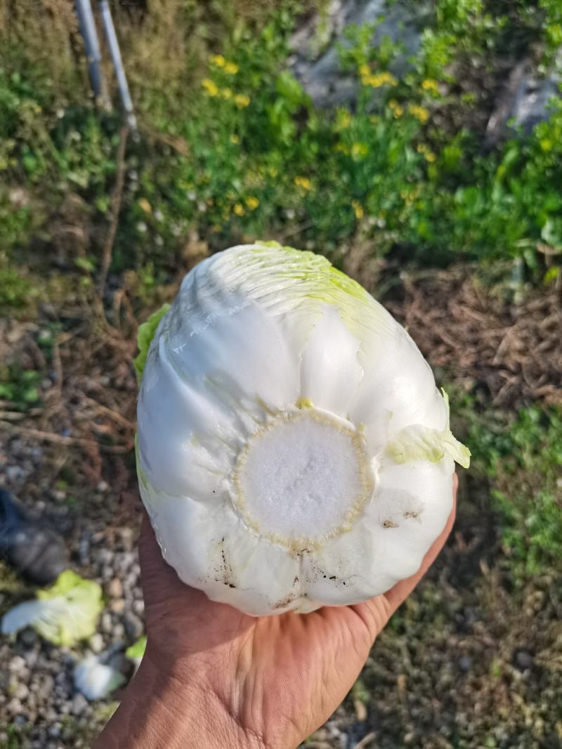 蔬菜