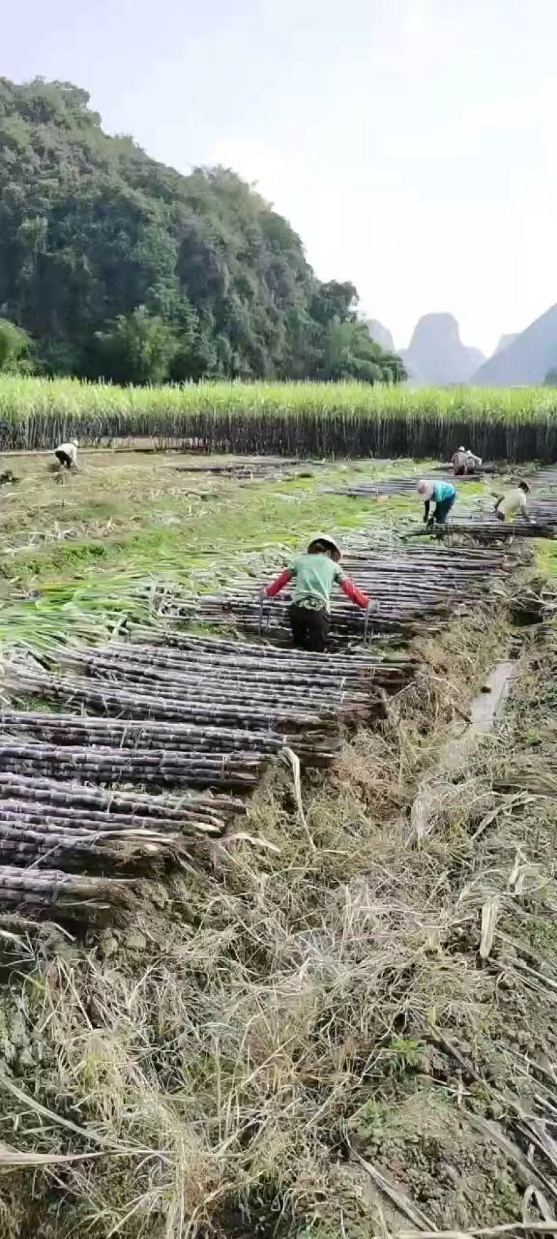 【黑皮甘蔗】两头甜广西黑皮甘蔗桂林洋福利甘蔗基地直发