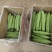 电商专用精品苦瓜，质量好价格低，货源充足