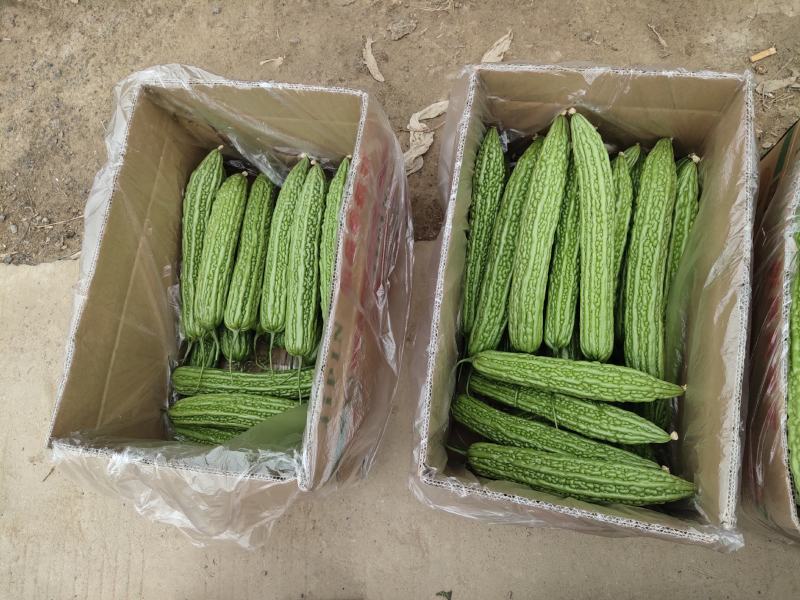 电商专用精品苦瓜，质量好价格低，货源充足