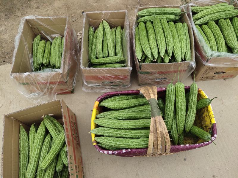 电商专用精品苦瓜，质量好价格低，货源充足