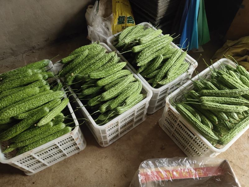 电商专用精品苦瓜，质量好价格低，货源充足