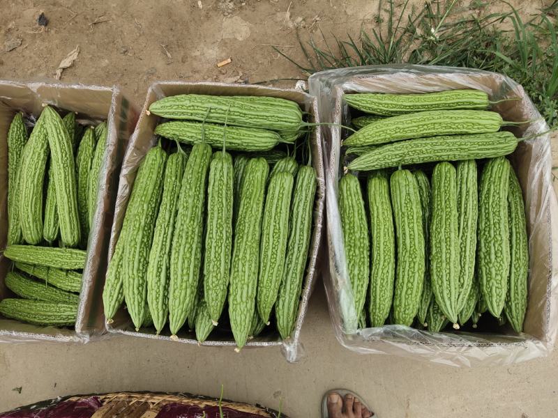 电商专用精品苦瓜，质量好价格低，货源充足