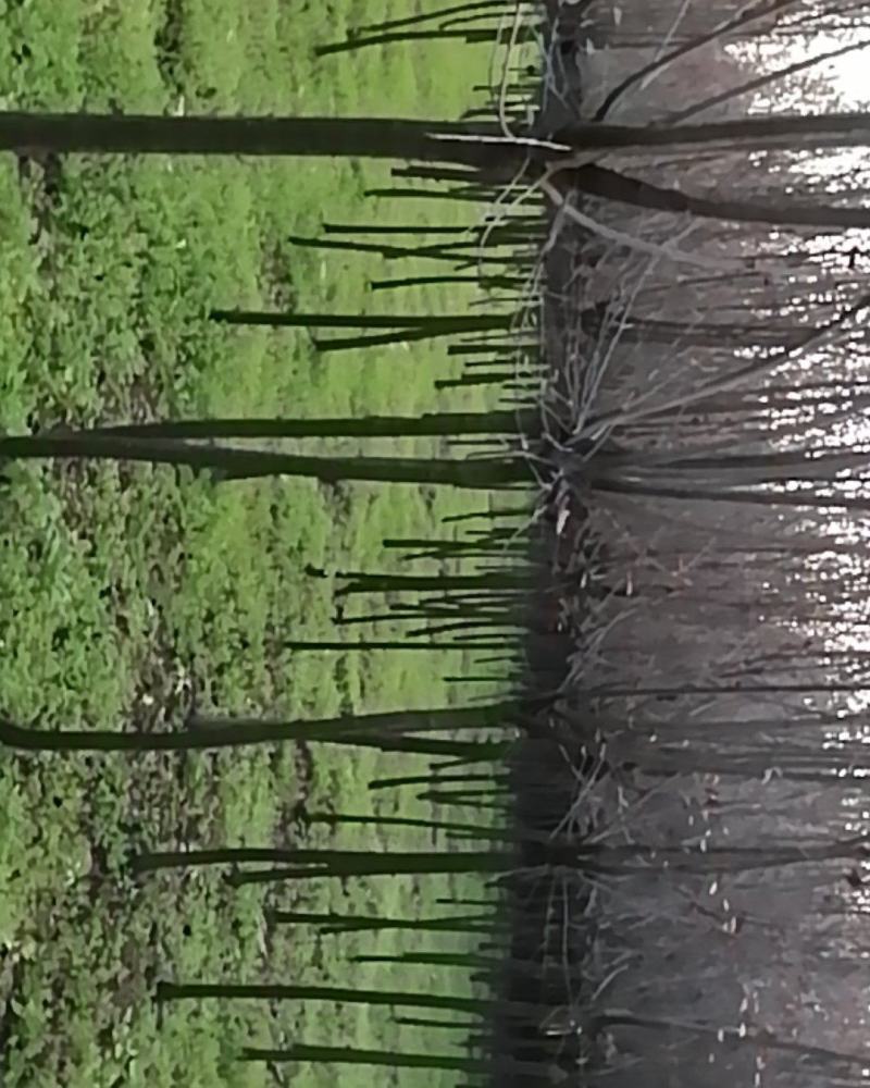 红叶李
