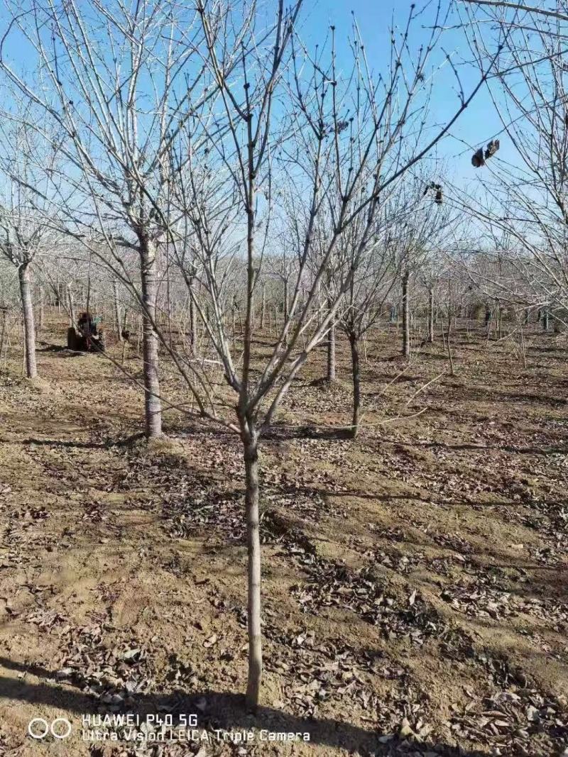 丁香独杆丁香紫丁香丁香树嫁接丁香适合南北方