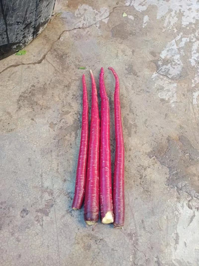 【精品】云南高原雪山紫萝卜大量上市价优欢迎致电