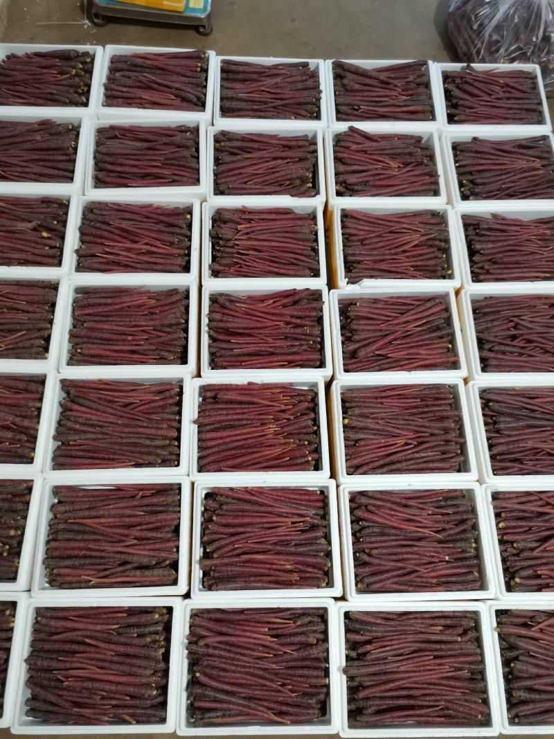 【精品】云南高原雪山紫萝卜大量上市价优欢迎致电