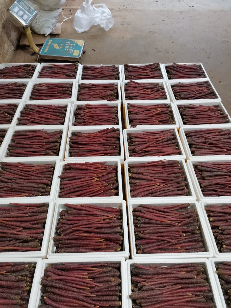 【精品】云南高原雪山紫萝卜大量上市价优欢迎致电