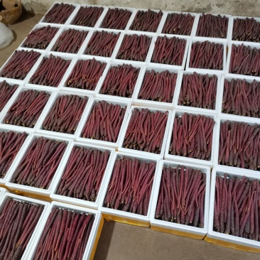 【精品】云南高原雪山紫萝卜大量上市价优欢迎致电