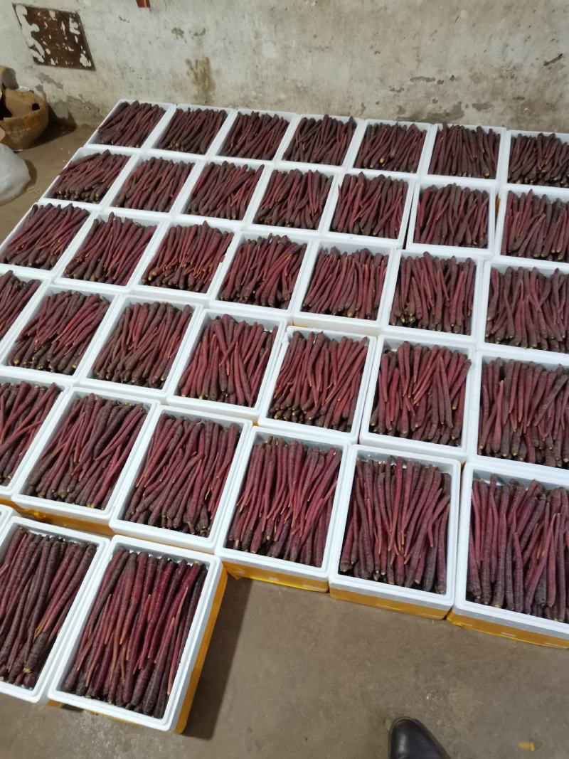 【精品】云南高原雪山紫萝卜大量上市价优欢迎致电