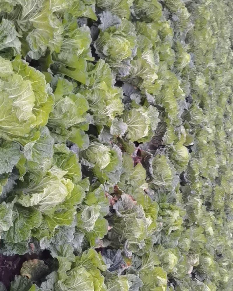河南万亩大白菜，绿妃，青杂三号，质量问题包赔，合作共赢。
