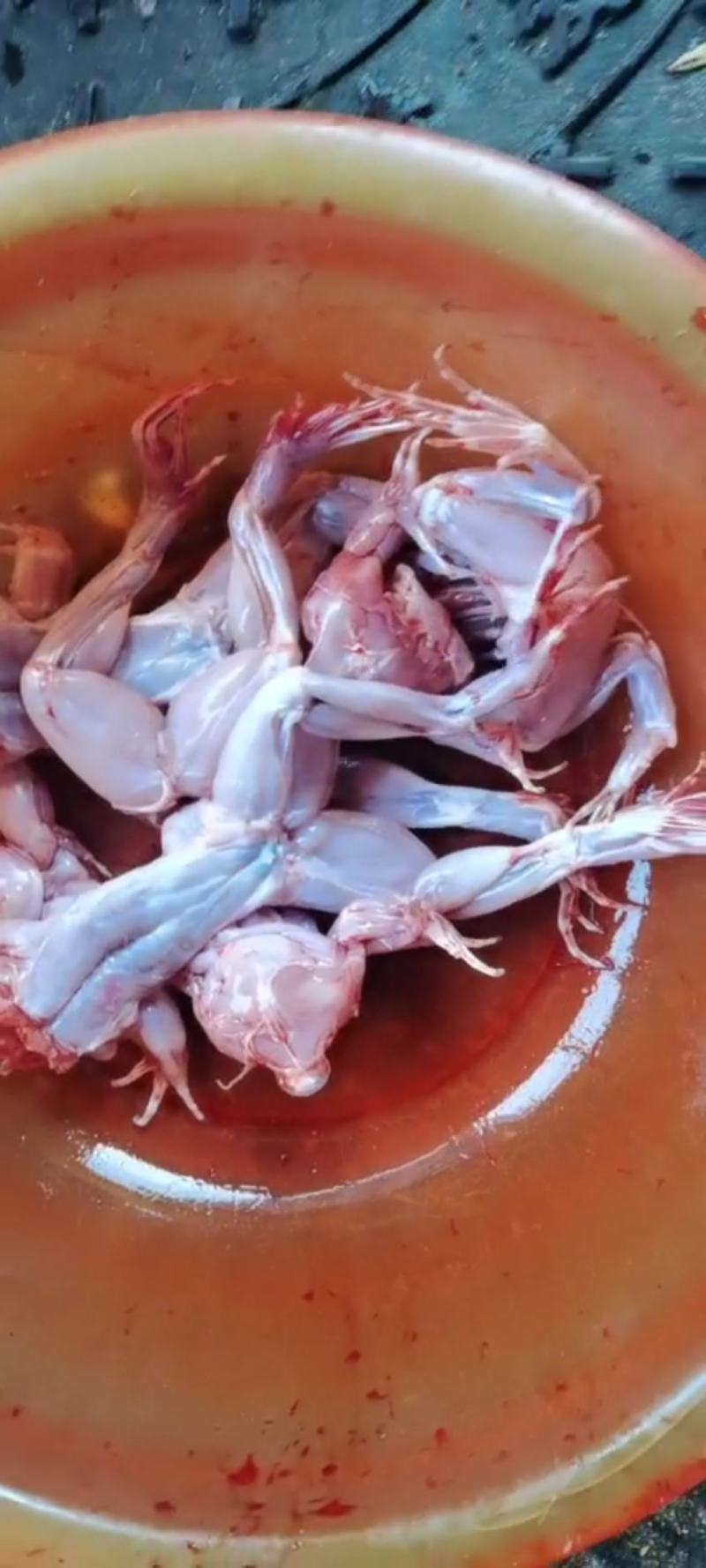 牛蛙肉，鲜活宰杀大牛蛙