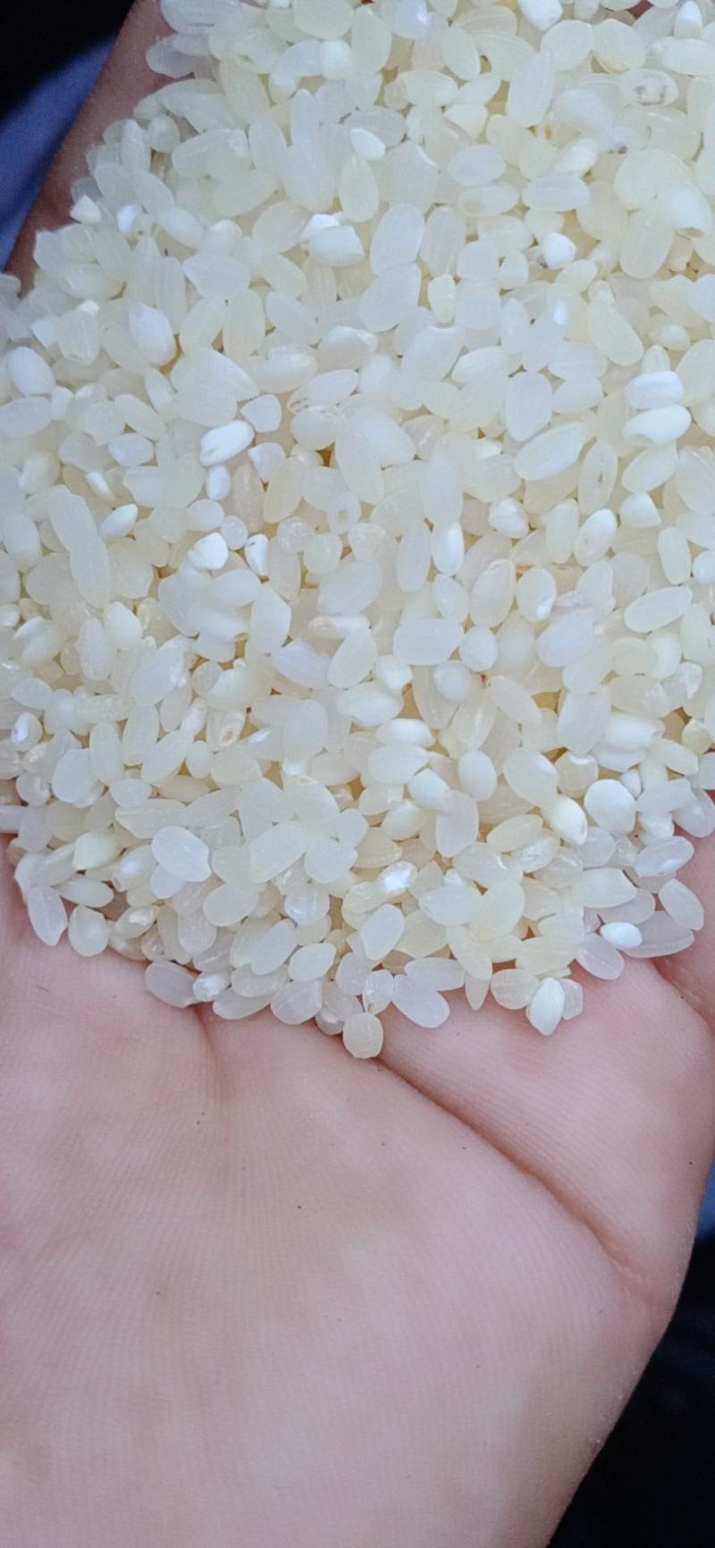 过机黑头酒米，中粮二选酒米