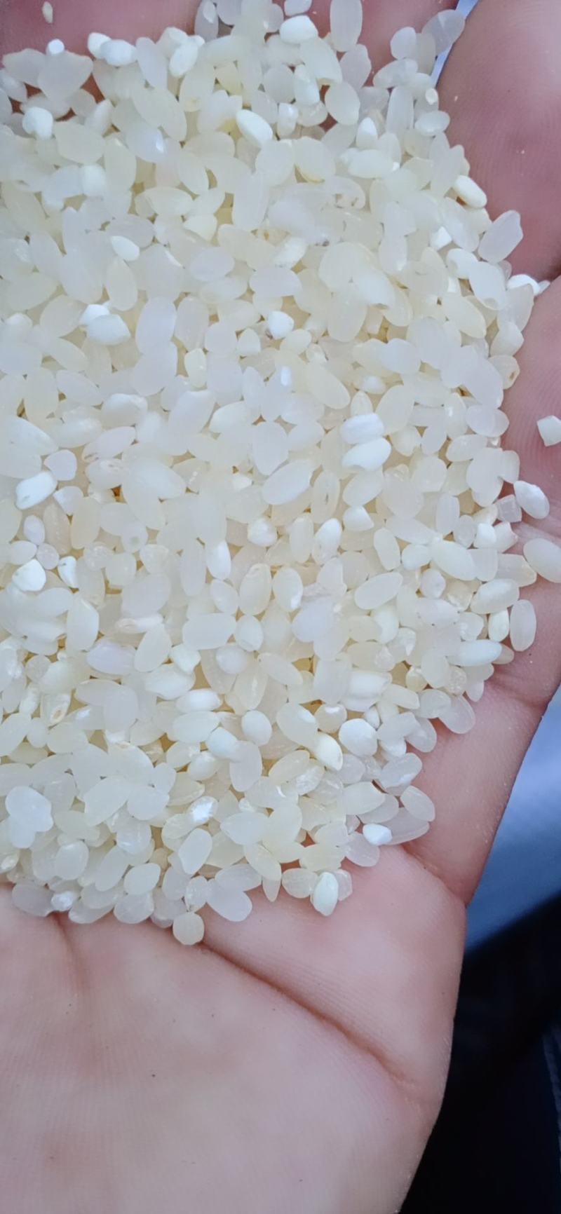 过机黑头酒米，中粮二选酒米