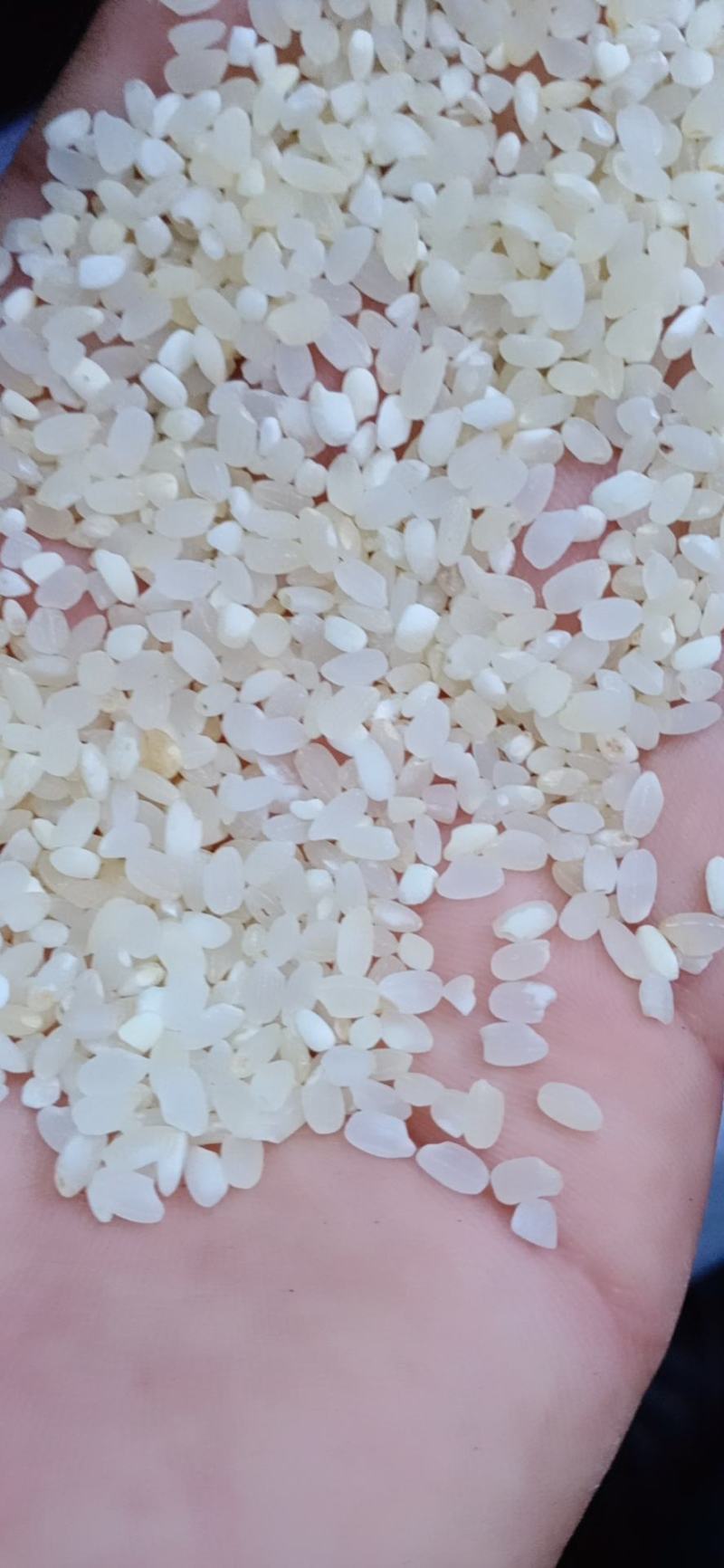 过机黑头酒米，中粮二选酒米