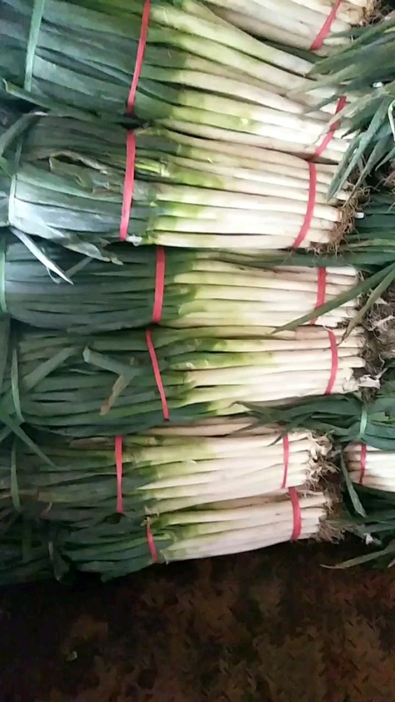 净葱质量好价格合适欢迎各位客商光临选购