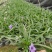 蓝花莉福建漳州蓝花莉绿化庭院设计基地直供大小规格袋苗