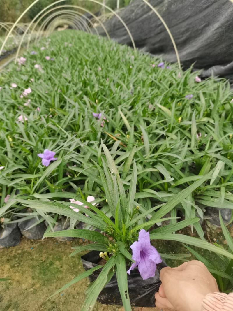 蓝花莉福建漳州蓝花莉绿化庭院设计基地直供大小规格袋苗