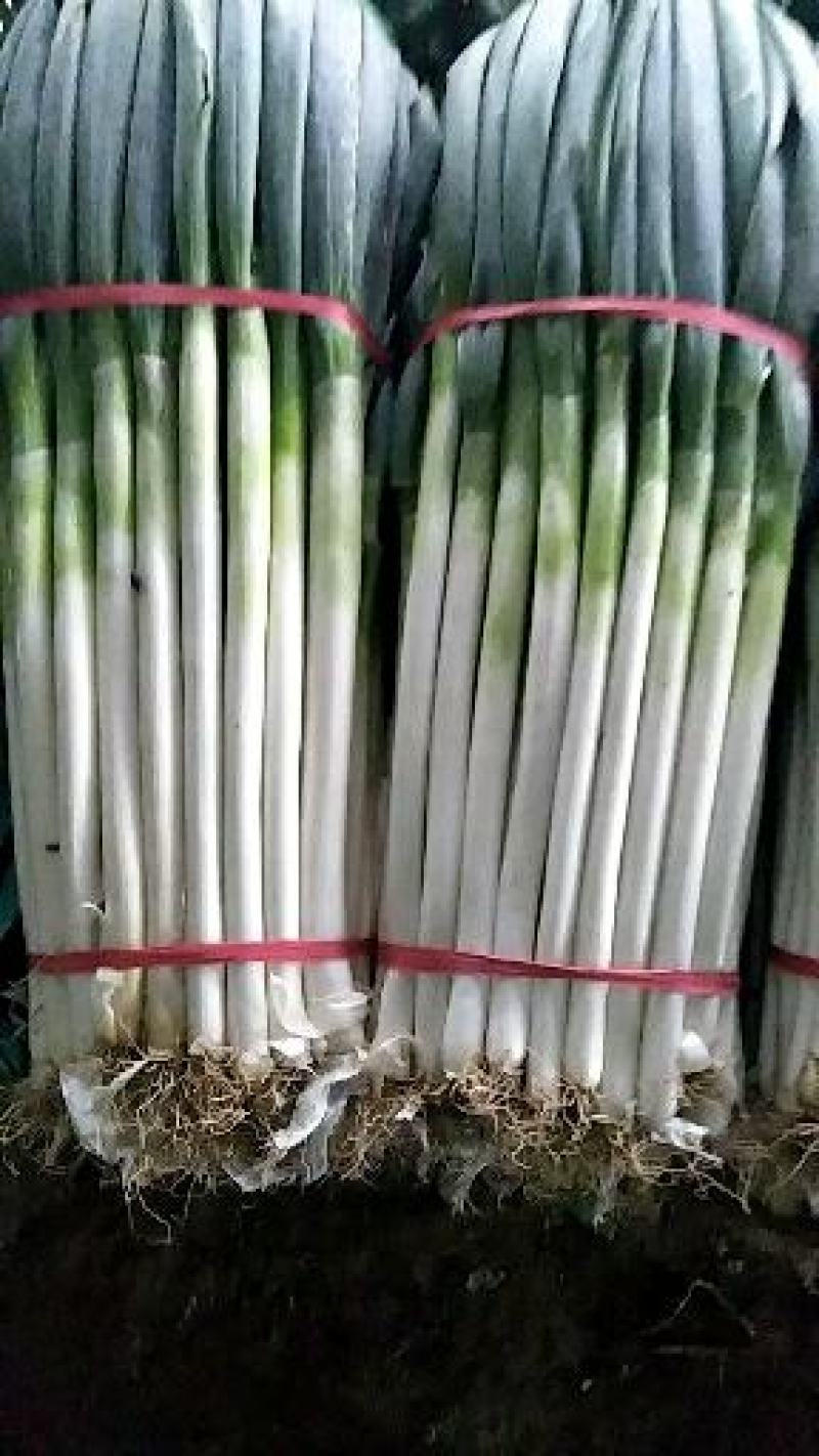 净葱质量好价格合适欢迎各位客商光临选购