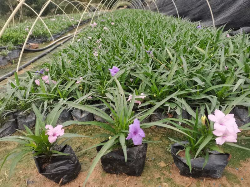 蓝花莉福建漳州蓝花莉绿化庭院设计基地直供大小规格袋苗