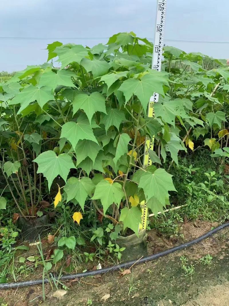 木芙蓉福建漳州木芙蓉绿化庭院设计基地直供大小规格袋苗
