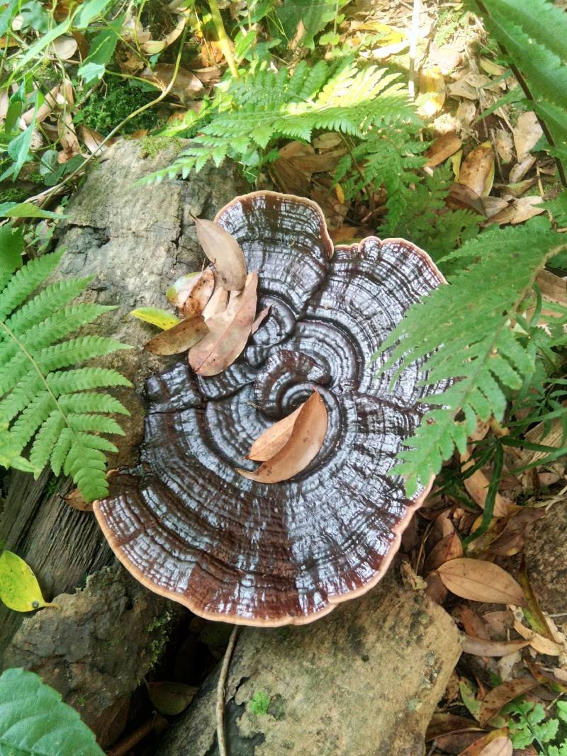 粤北仿野生椴木紫灵芝基地只销