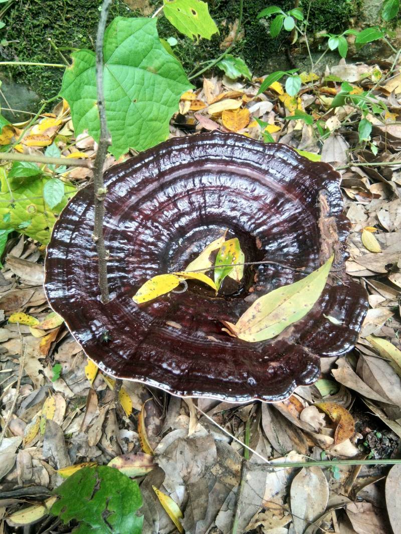 粤北仿野生椴木紫灵芝基地只销