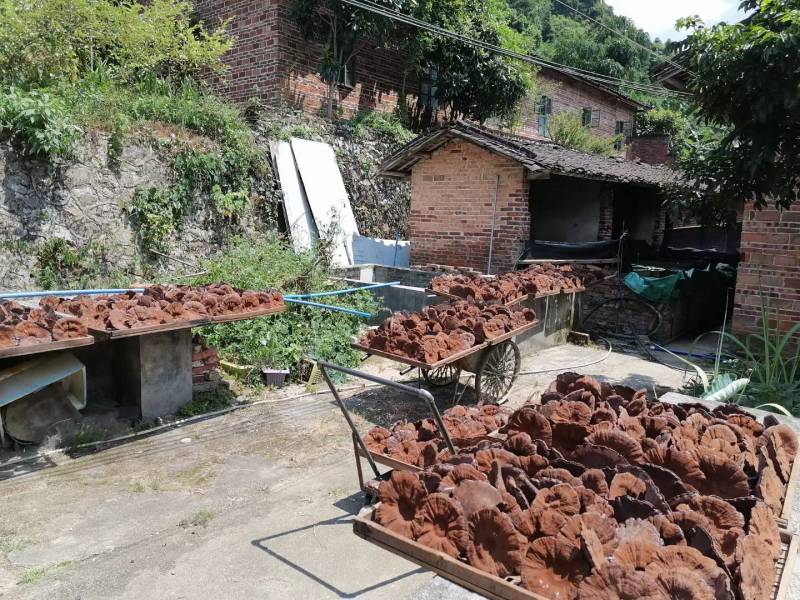 粤北仿野生椴木紫灵芝基地只销