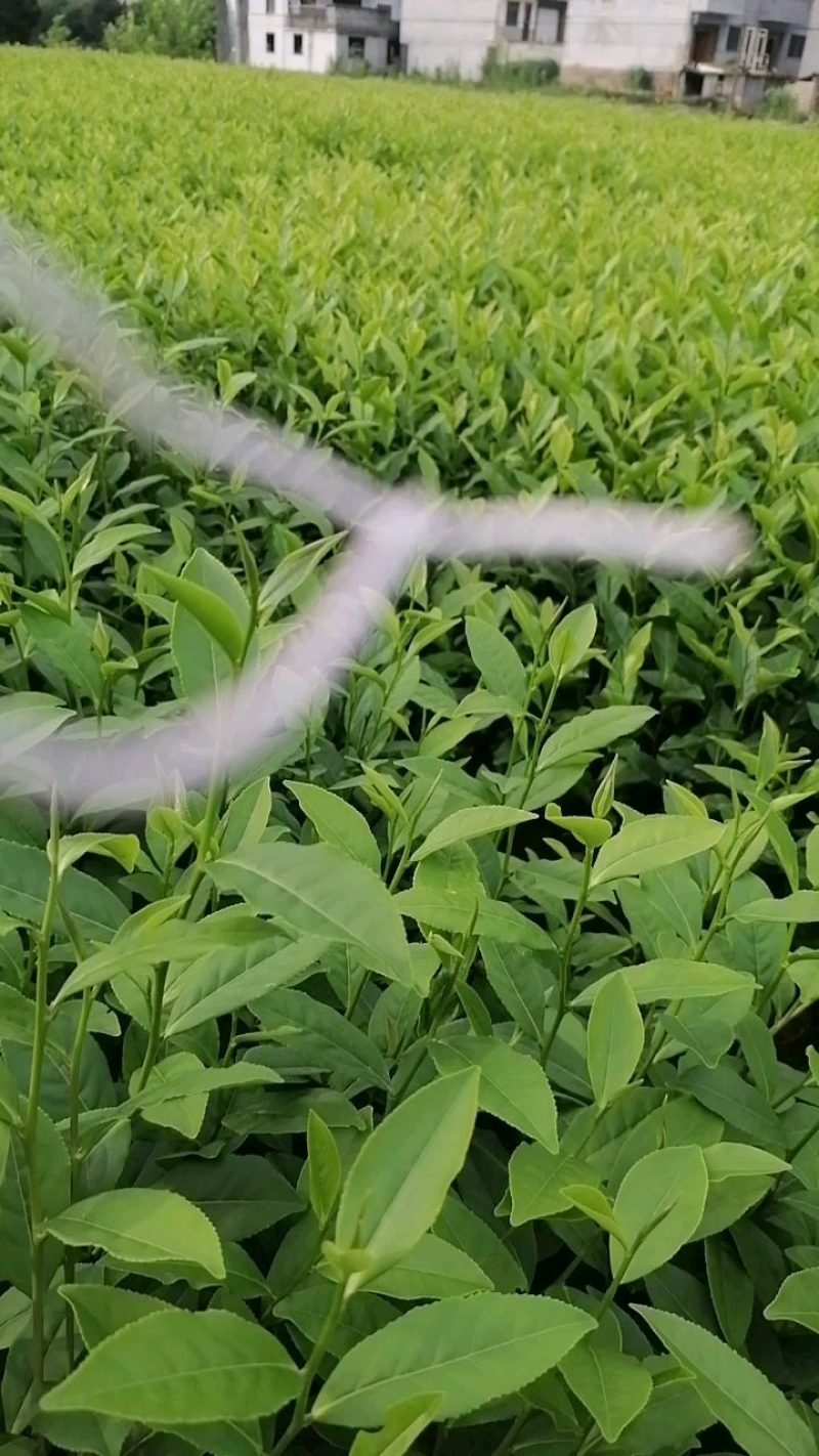 113.他是炒毛尖茶的好材料，色泽翠绿，抗病性强栽种易活