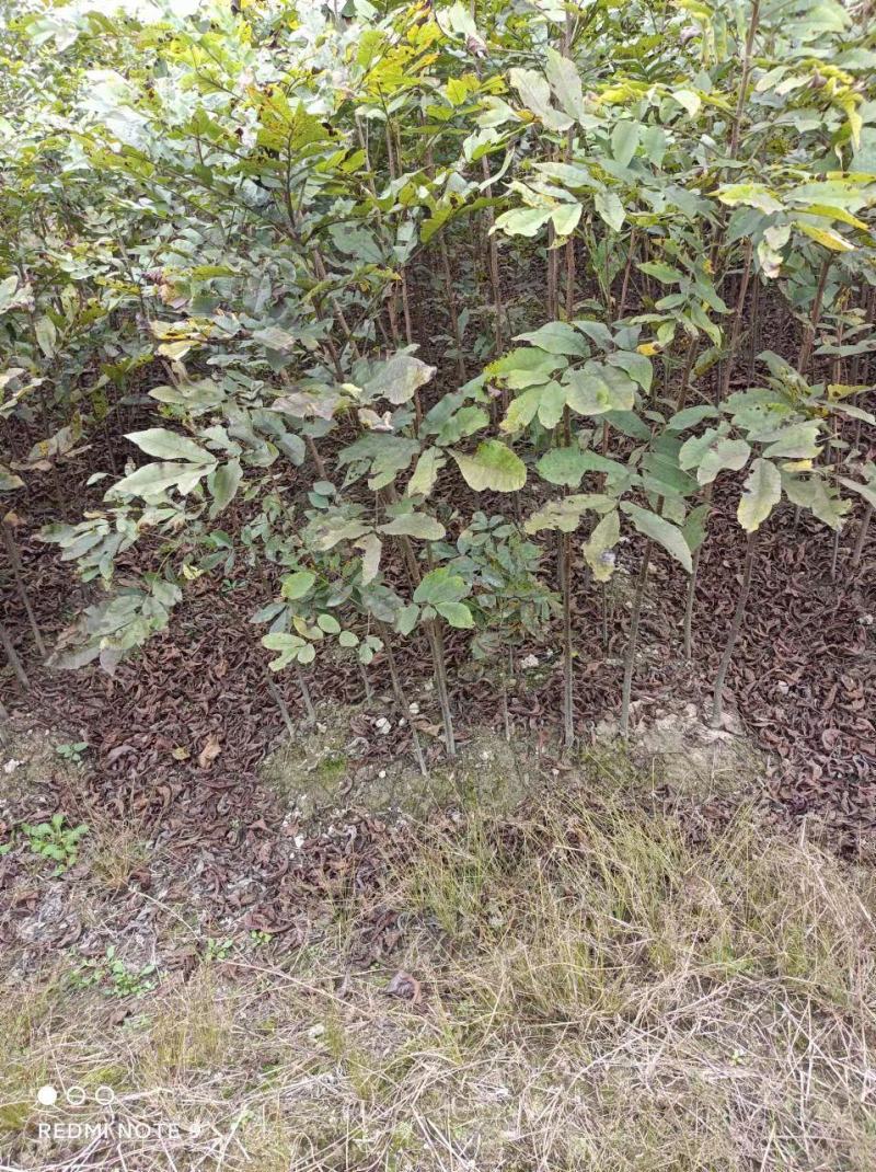 浙江临安美国山核桃苗核桃苗又名碧根果实生苗一手货源