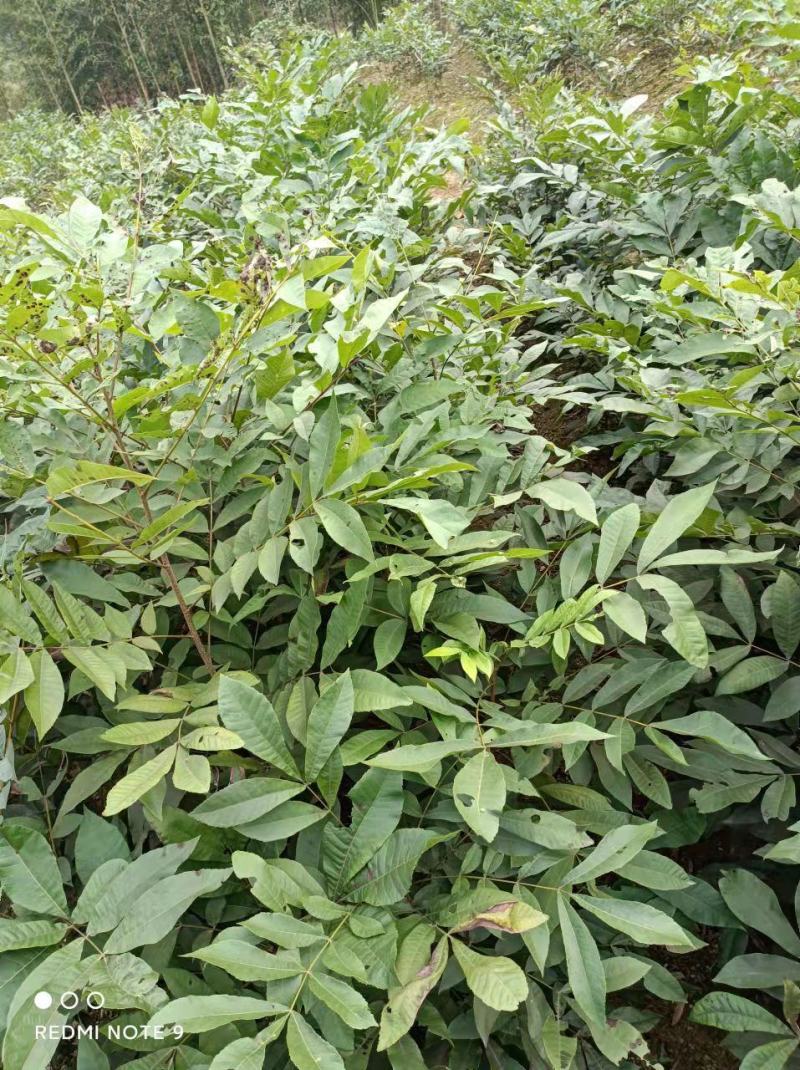 浙江临安美国山核桃苗核桃苗又名碧根果实生苗一手货源