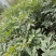 浙江临安美国山核桃苗核桃苗又名碧根果实生苗一手货源