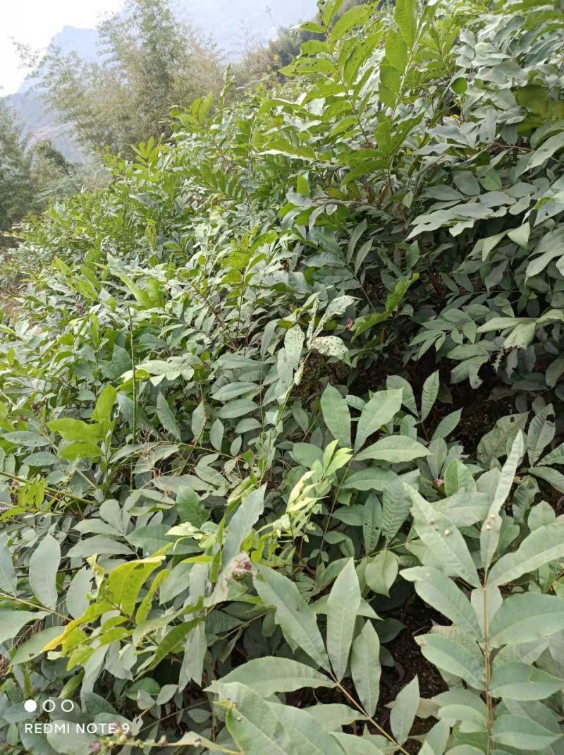 浙江临安美国山核桃苗核桃苗又名碧根果实生苗一手货源