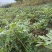 浙江临安美国山核桃苗核桃苗又名碧根果实生苗一手货源