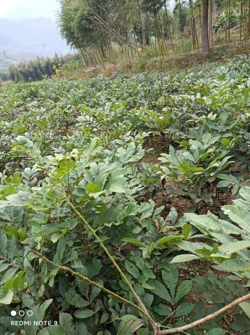 浙江临安美国山核桃苗核桃苗又名碧根果实生苗一手货源