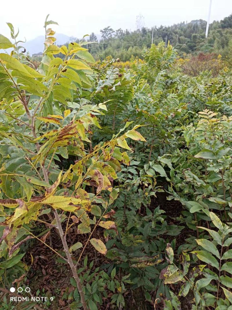 浙江临安美国山核桃苗核桃苗又名碧根果实生苗一手货源