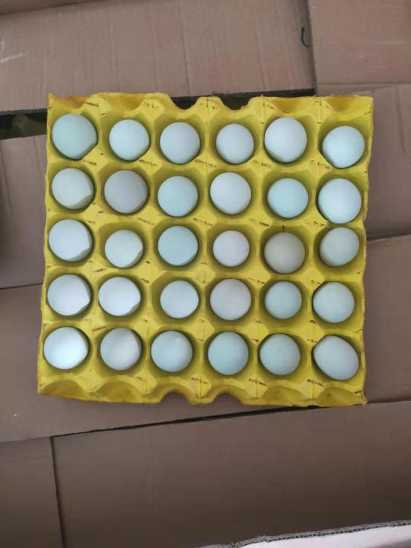 绿壳鸡蛋40个/箱鸡场直销现摘现发包邮。