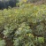 临安山核桃嫁接苗核桃苗抗病强基地直发货量充足