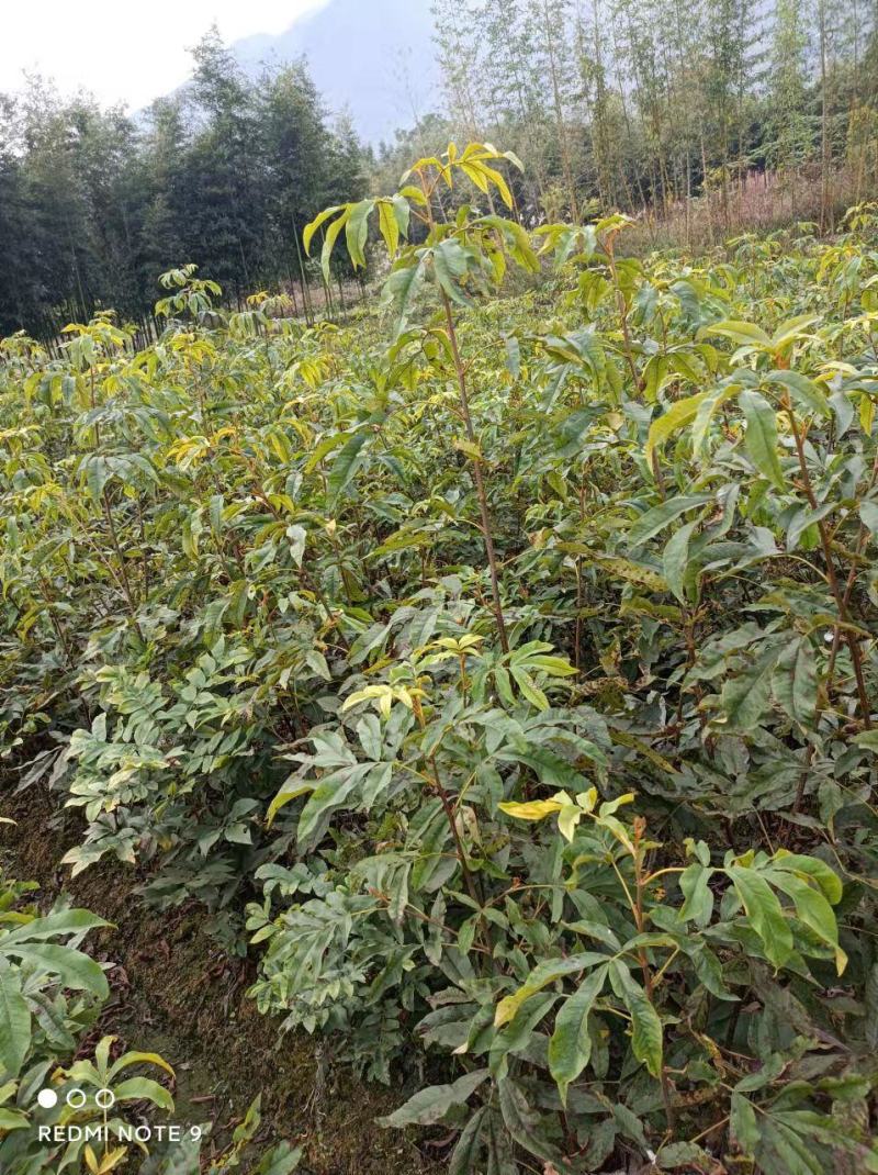 临安山核桃嫁接苗核桃苗抗病强基地直发货量充足