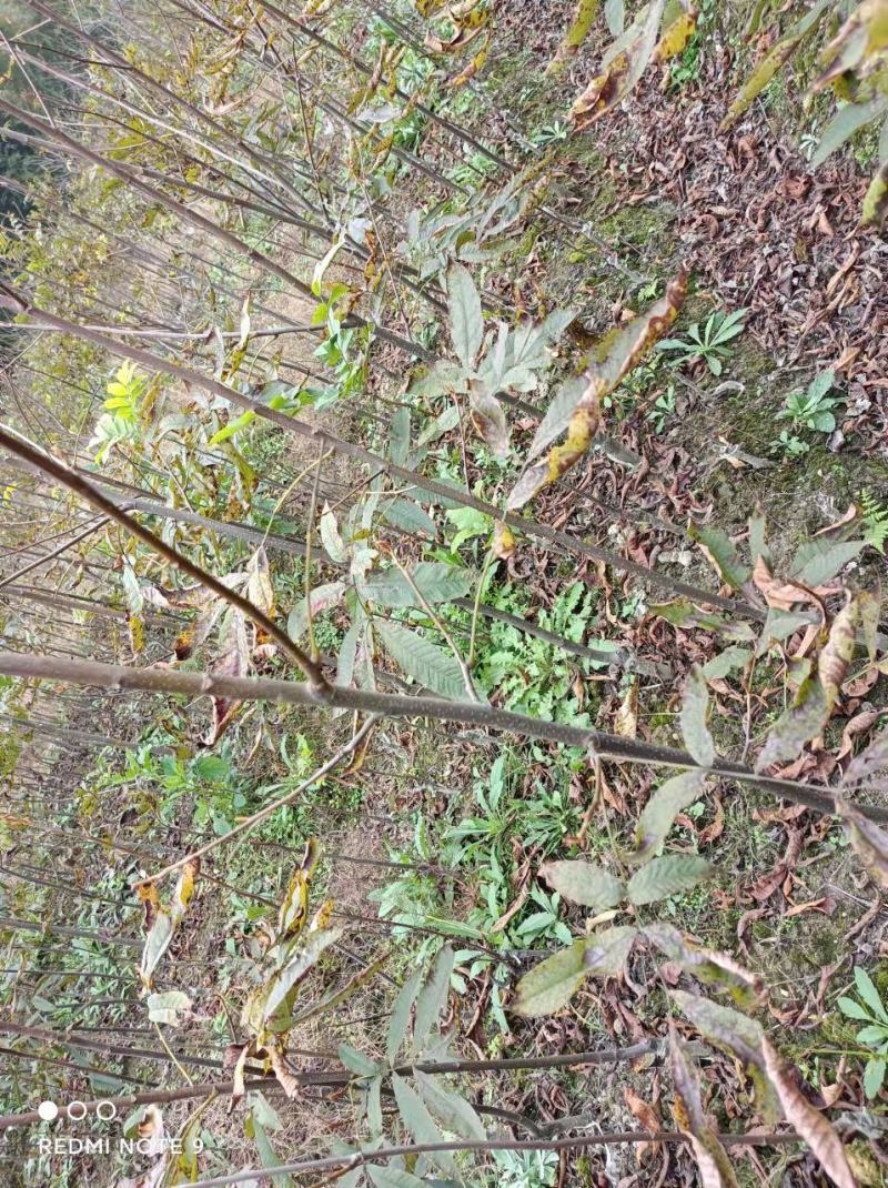 临安山核桃嫁接苗核桃苗抗病强基地直发货量充足