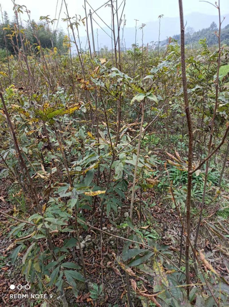 临安山核桃嫁接苗核桃苗抗病强基地直发货量充足