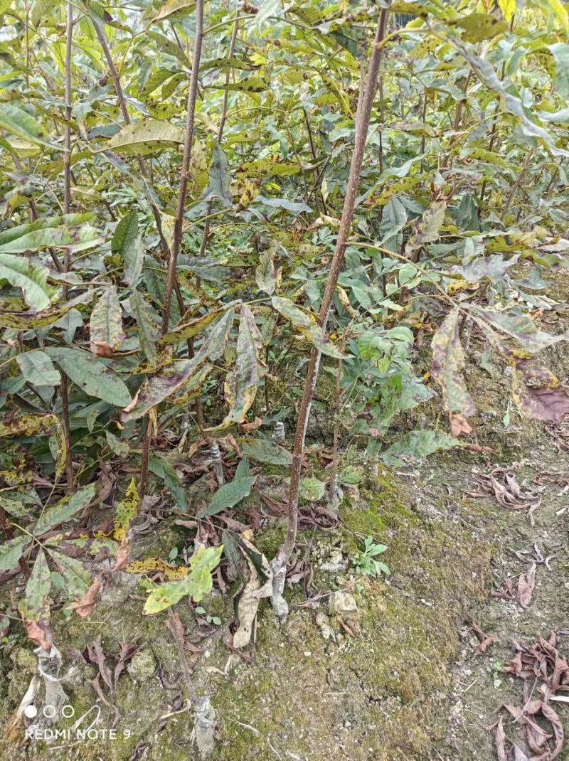 临安山核桃嫁接苗核桃苗抗病强基地直发货量充足
