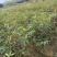 临安山核桃嫁接苗核桃苗抗病强基地直发货量充足