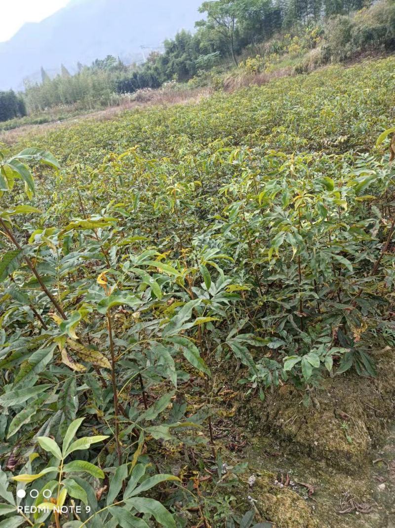 临安山核桃嫁接苗核桃苗抗病强基地直发货量充足