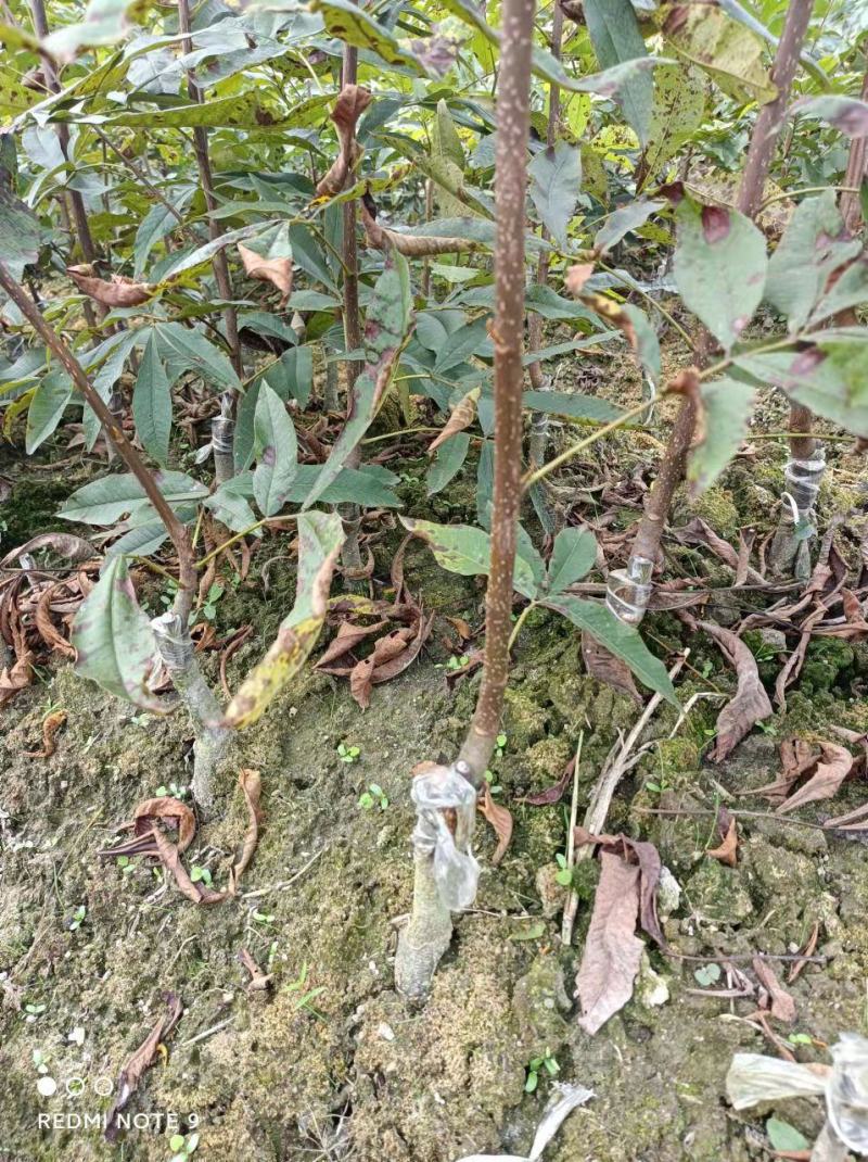 临安山核桃嫁接苗核桃苗抗病强基地直发货量充足