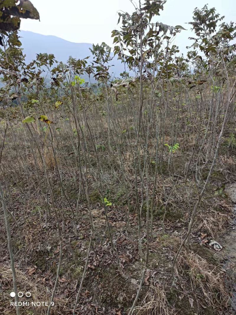 精选嫁接碧根果苗核桃苗山核桃苗马汉菠泥64号10号