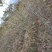 精选嫁接碧根果苗核桃苗山核桃苗马汉菠泥64号10号
